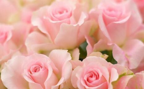 33朵粉玫瑰的花语之美（花开如诗，情意绵绵，传递爱意的33朵粉玫瑰）