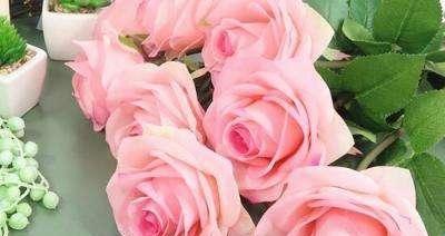 玫瑰的花语——爱情、友谊和祝福（以3朵玫瑰的花语传递真挚情感）