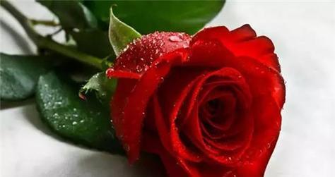 玫瑰的花语——爱情、友谊和祝福（以3朵玫瑰的花语传递真挚情感）