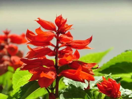 沙洲蕃红花（探寻沙洲蕃红花的花语与生态特点）