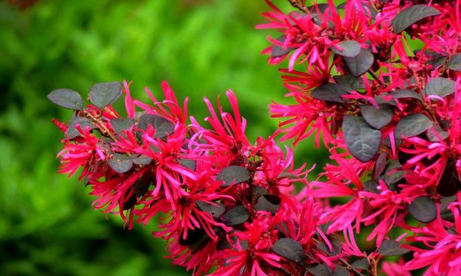 沙洲蕃红花（探寻沙洲蕃红花的花语与生态特点）