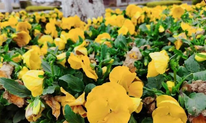 春日觅花之野生三色菫（3月13日花语解读及赏花攻略）