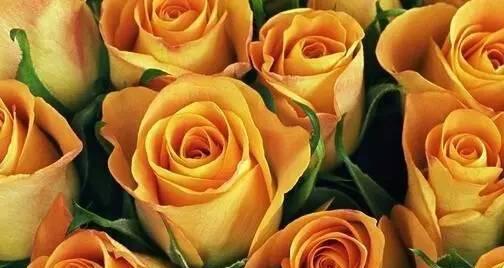 44朵玫瑰花所代表的深刻含义（绽放的爱意、永恒的承诺、浓情蜜意）