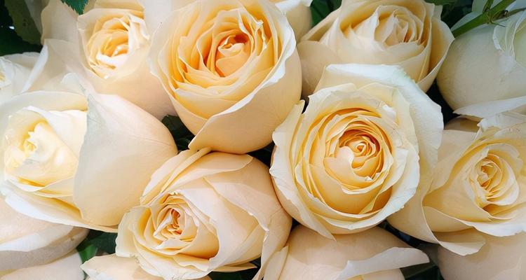 玫瑰花的花语之探索（以7朵玫瑰的花语为线索，揭示其意义与传承）