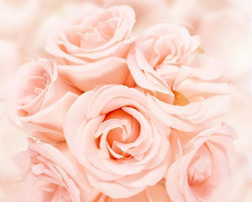 粉玫瑰的花语与寓意（探索8朵粉玫瑰的花语之美）