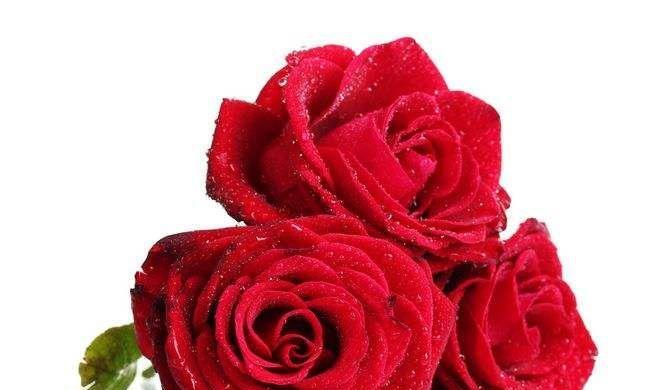 红玫瑰花的象征意义及文化传承（以8朵红玫瑰花代表意思的探讨）