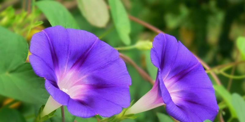 矮牵牛花（矮牵牛花花语揭示的心灵之美）