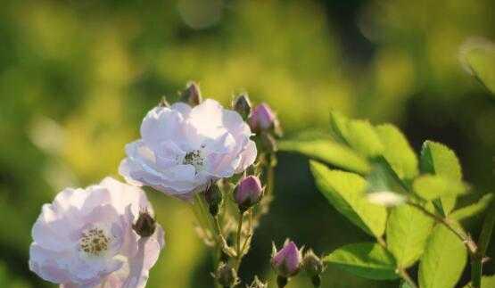 澳洲野蔷薇花语（唤醒内心的勇气与希望，传递真爱的语言）