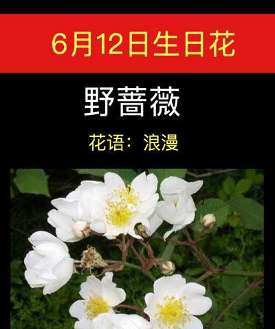 澳洲野蔷薇花语（唤醒内心的勇气与希望，传递真爱的语言）