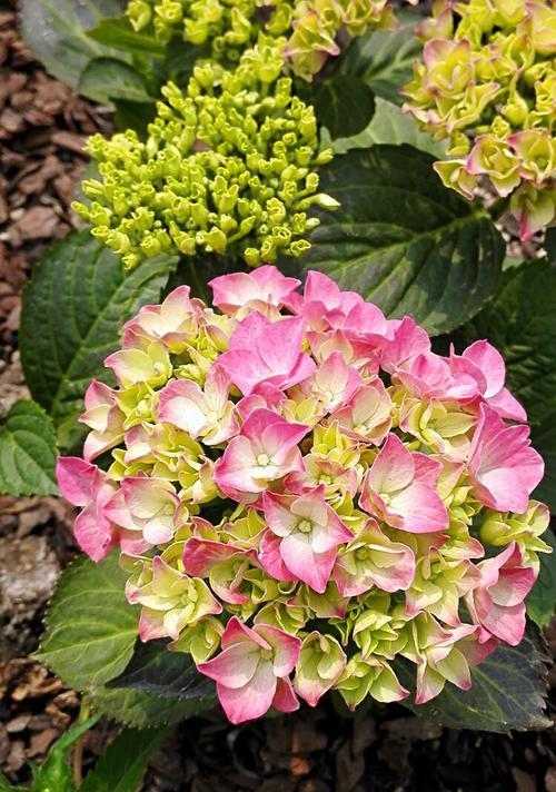八仙花（揭开八仙花的神奇面纱，探索其隐含的花语之谜）