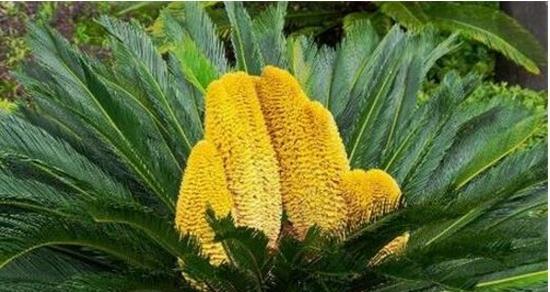 以巴西铁树开花的寓意（探寻铁树开花的奇迹及其象征意义）