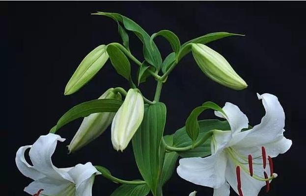 白百合花的寓意及象征（探索白百合花的美丽与哲学）