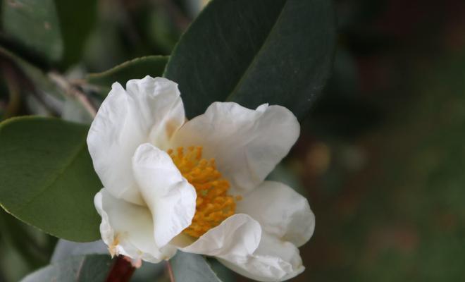 白茶花花语（品味白茶花的芬芳，感受自然之美）