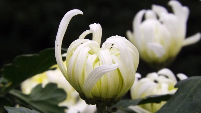 白菊花的美丽寓意（白菊花的象征意义与传承）