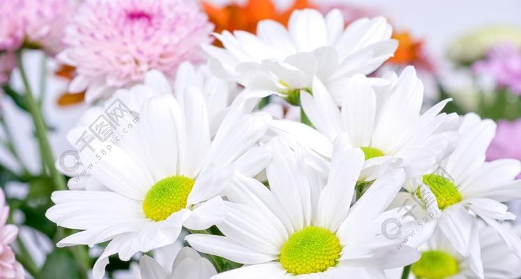 白菊花的寓意及象征意义（花开富贵、纯洁与永恒的象征）
