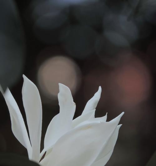白兰花的寓意与生命之美（探索白兰花的含义，品味生命的美妙）