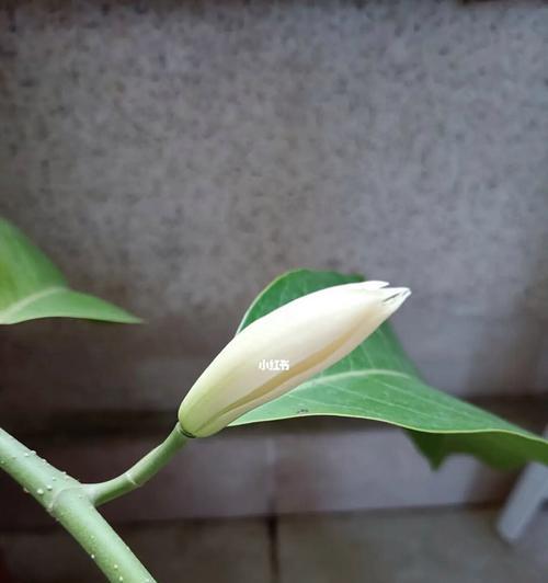 白兰花的寓意与生命之美（探索白兰花的含义，品味生命的美妙）