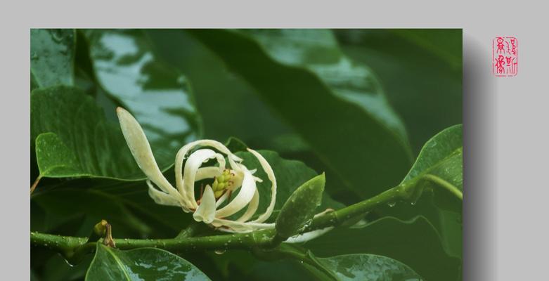 白兰花的象征意义及美丽之源（探索白兰花的文化内涵与种植技巧）