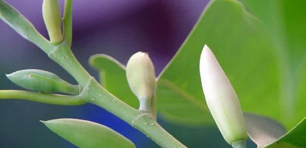 白兰花（探寻白兰花花语及象征意义，了解它的美丽内涵）
