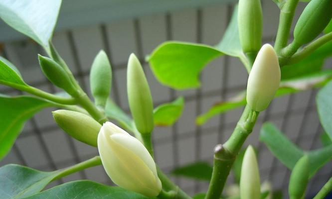 白兰花（探寻白兰花花语及象征意义，了解它的美丽内涵）