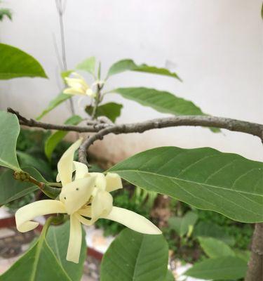 白兰花的花语与象征意义（从花朵形态到传统文化，白兰花的寓意如何体现？）