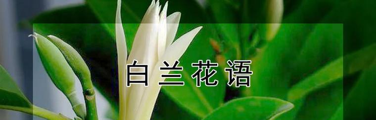白兰花的花语与象征意义（从花朵形态到传统文化，白兰花的寓意如何体现？）