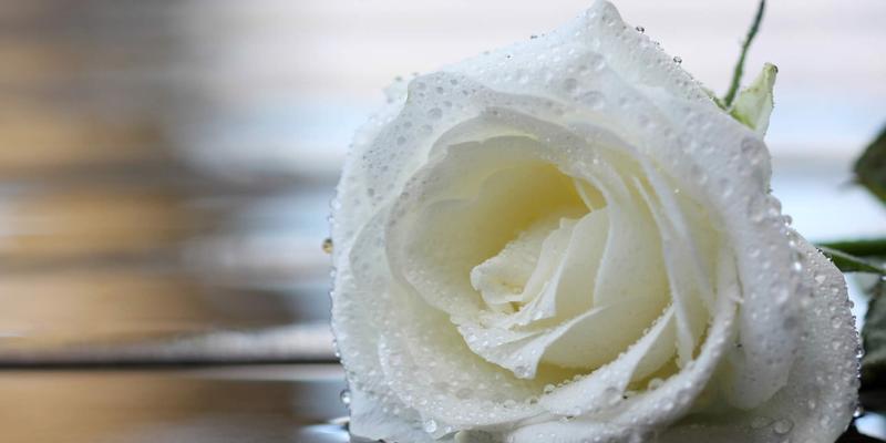 白玫瑰的花语与意义（解读白玫瑰11朵的浪漫与纯洁）