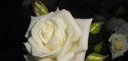 白玫瑰的含义及象征（探索白玫瑰的深意与传承）