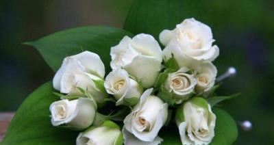 白玫瑰的美丽与象征（以白玫瑰代表的爱、纯洁和无声的情感）