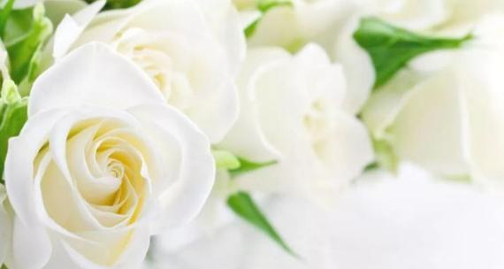 白玫瑰的象征意义与深层内涵（白玫瑰的美丽之谜与情感寓意）