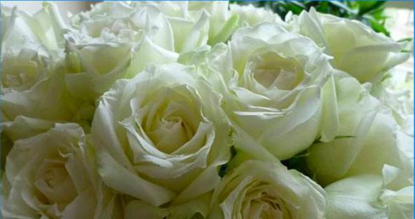白玫瑰（探寻白玫瑰的内涵与意义）