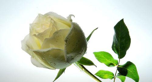 白玫瑰的花语与象征（纯洁与无瑕，白玫瑰的象征意义）