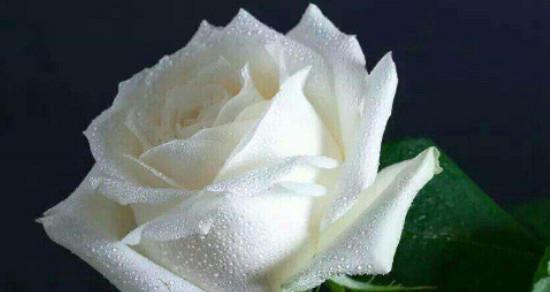 白玫瑰的花语和寓意（探寻白玫瑰背后的情感和象征，品味它特殊的美丽与意义）