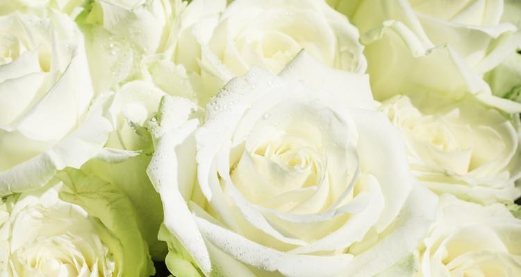 白玫瑰的寓意和象征意义（探究白玫瑰的美丽和神秘）