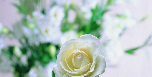 白玫瑰（探寻白玫瑰背后的美丽与意义）