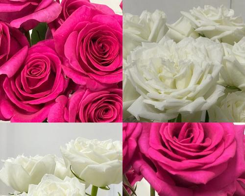 花语传情（用花传递心意，红白玫瑰有何不同？）