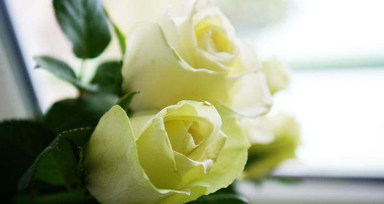 白玫瑰花的意义与象征（传达纯洁与无私之美——白玫瑰的象征意义）