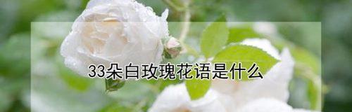 白玫瑰花（探寻白玫瑰花的花语，感受它独特的魅力）