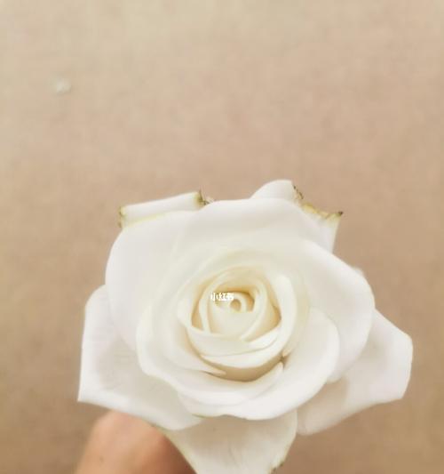 白玫瑰花的寓意与象征（纯洁、爱情、祝福的白玫瑰）