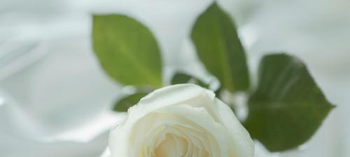 白玫瑰花语与寓意——纯洁与无声的爱之象征（探寻白玫瑰花背后的世界）