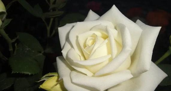 白玫瑰花语之适合送礼对象（白玫瑰花语的含义及赠送对象）