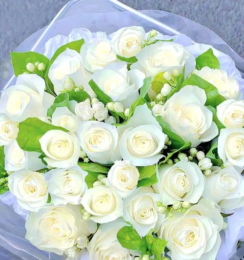 白玫瑰的数量与含义（以白玫瑰的数量来传达情感的深度和纯洁程度）