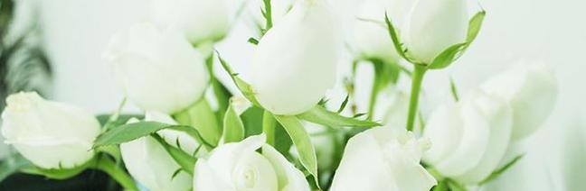 白玫瑰的美丽与意义（探寻白玫瑰的象征与价值）