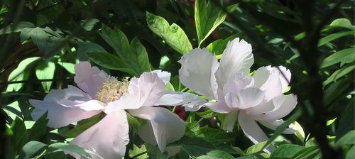白牡丹花与绿牡丹花的花语比较（探讨白牡丹和绿牡丹的不同花语）