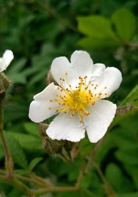 白蔷薇的花语和寓意（纯洁与无瑕的象征）
