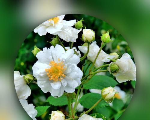 白蔷薇的花语和寓意（纯洁与无瑕的象征）