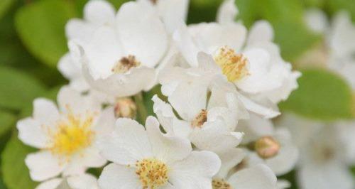 白蔷薇花语的美丽传说（纯洁、神秘、寄托爱情的花海）
