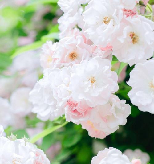 白蔷薇花语的美丽传说（纯洁、神秘、寄托爱情的花海）