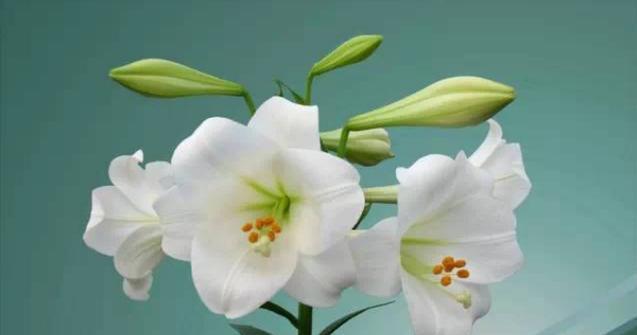 白色百合花的花语（揭开白色百合花的含义与象征）