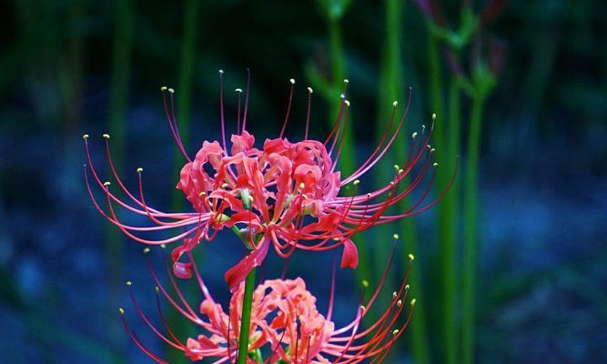 白色彼岸花花语——纯洁与希望（神秘花卉中的美丽符号与象征）